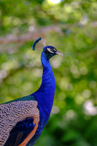 Close-up of a peacock