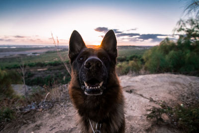 Portrait of dog on field during sunset