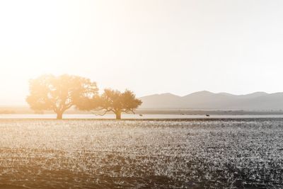 Trees on field by lake against clear sky