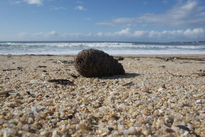 Seashells at beach against blue sky