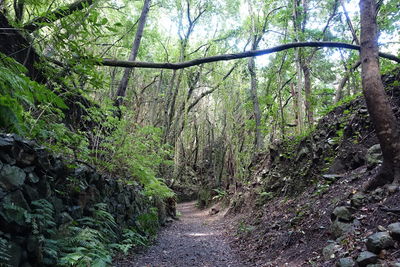 View of trees in forest