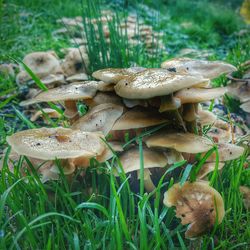 Close-up of mushrooms on field