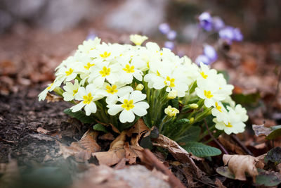 Close-up of yellow flowering plant on field