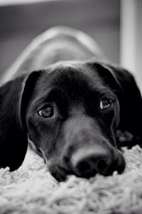 Close-up portrait of dog