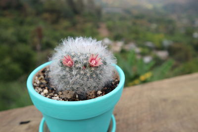 Close-up of a cactus flower pot