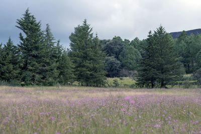 Scenic view of flowering trees on field against sky