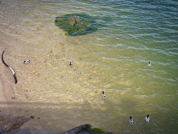 High angle view of ducks swimming in sea