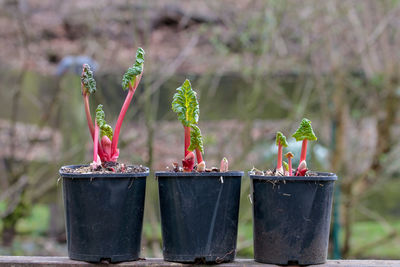 Close-up of potted plant