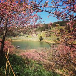 Scenic view of lake by trees against sky