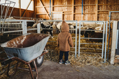 Child kid at the farm looking at sheep and lamb