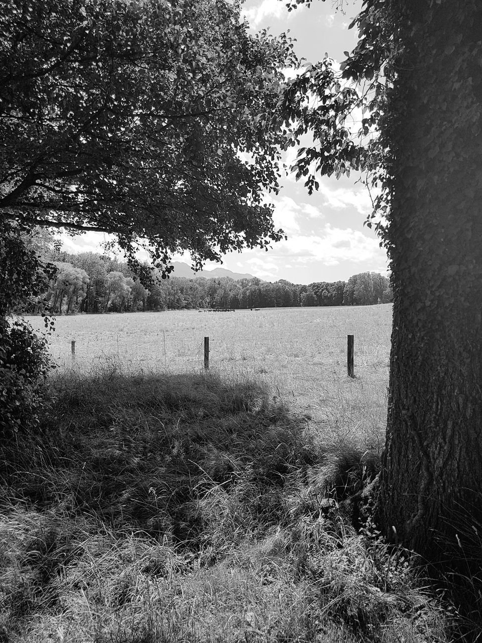 MAN ON HORSE IN FIELD