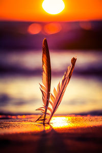 A beautiful seagull feathers in the sand on the beach of baltic sea. vibrant beach scenery.