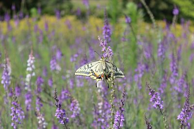 Close-up of insect on purple flower