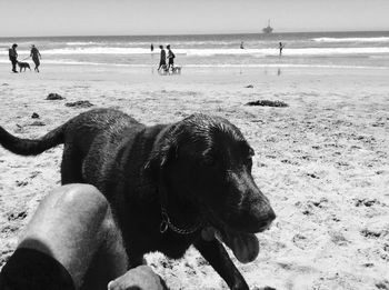 Close-up of dog on beach