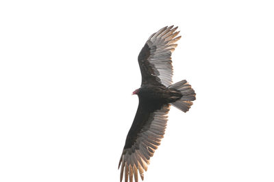 Close-up of bird flying against white background