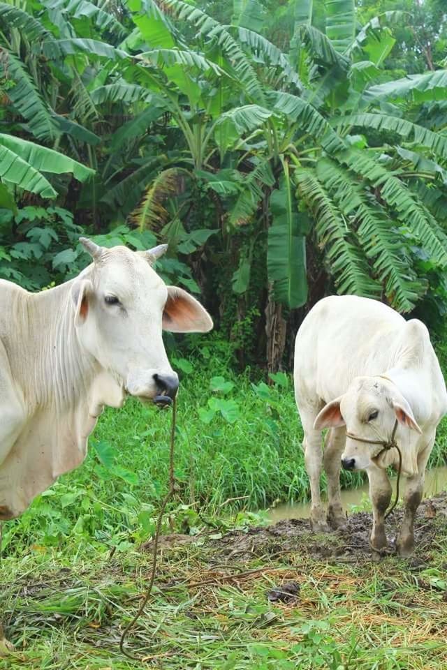 COW STANDING ON FIELD AGAINST GREEN LEAVES