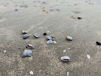 High angle view of shells on beach