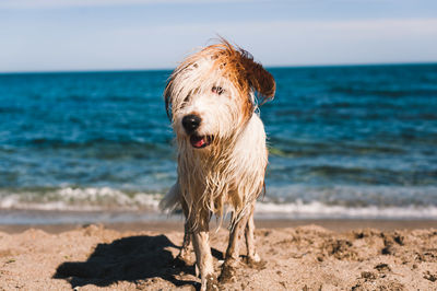 Close-up of dog on beach