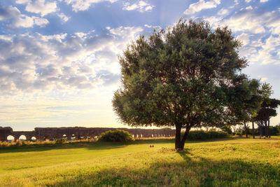 Trees on grassy field against cloudy sky during sunny day