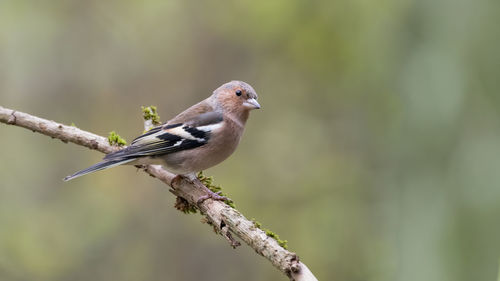 Close-up of bird perching on branch