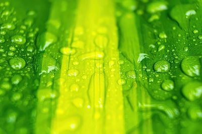 Full frame shot of raindrops on green leaves