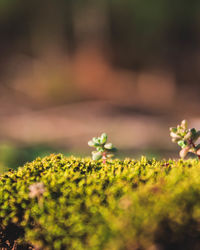 Close-up of moss growing on field