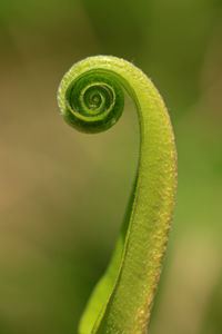 Close-up of tendril