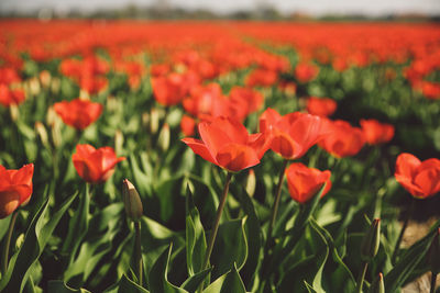 Close-up of poppy flowers blooming outdoors