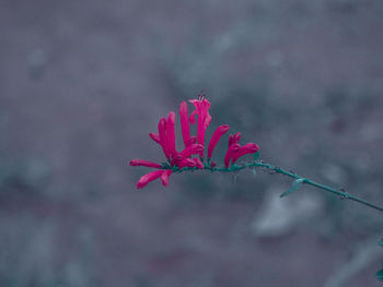 Close-up of pink flowers