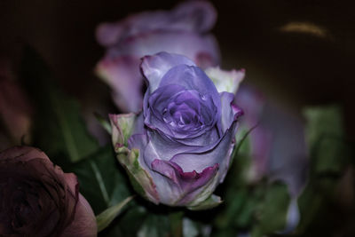 Close-up of purple roses