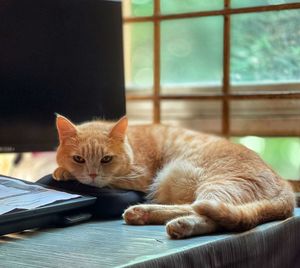 Close-up of cat sitting on table