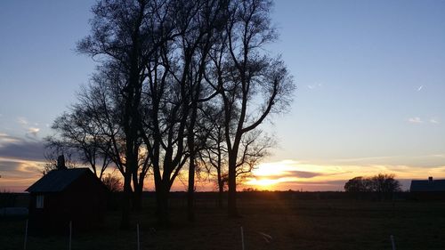 Silhouette of trees at sunset