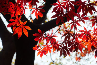 Close-up of maple leaves on tree