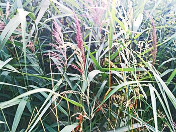 Close-up of plants growing on field