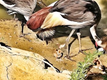 High angle view of birds on beach