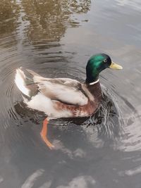 High angle view of mallard duck swimming in lake