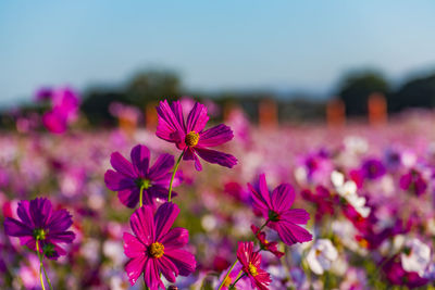 Kashihara city, nara prefecture cosmos field of fujiwara palace