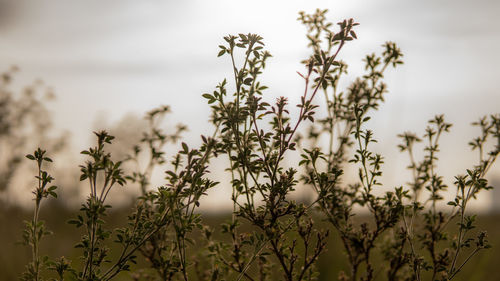 Close-up of flowering plants on field against sky