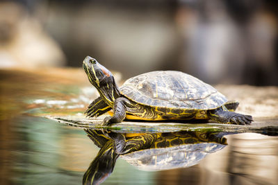 Close-up of a turtle in the water