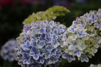 Close-up of purple flowering plant