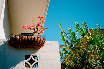 Potted plant against wall