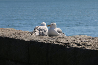 Seagull perching on rock by sea