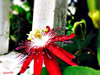 Close-up of red flower