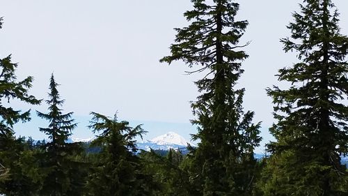 Low angle view of trees against sky