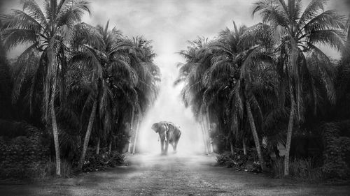 Rear view of people walking on palm trees