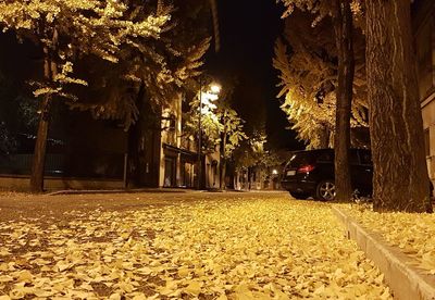 Illuminated christmas tree in city at night