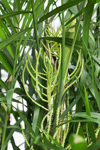 Close-up of fresh green plant