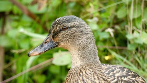 Close-up of a bird on field