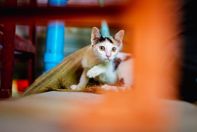 Portrait of cat relaxing at home