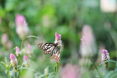 Butterfly on pink flower